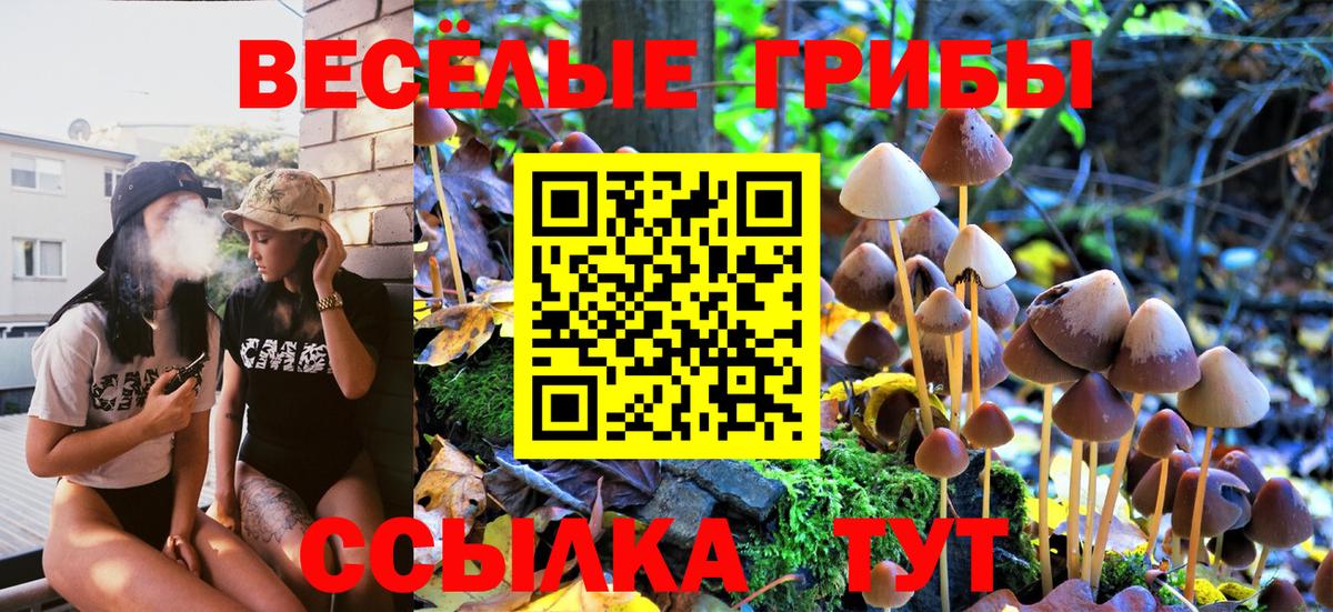 Псилоцибиновые грибы Cubensis Тимашёвск